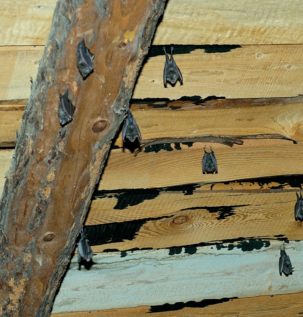 Colonia riproduttiva