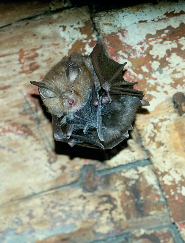 Colonia riproduttiva