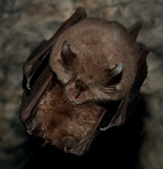 Colonia riproduttiva