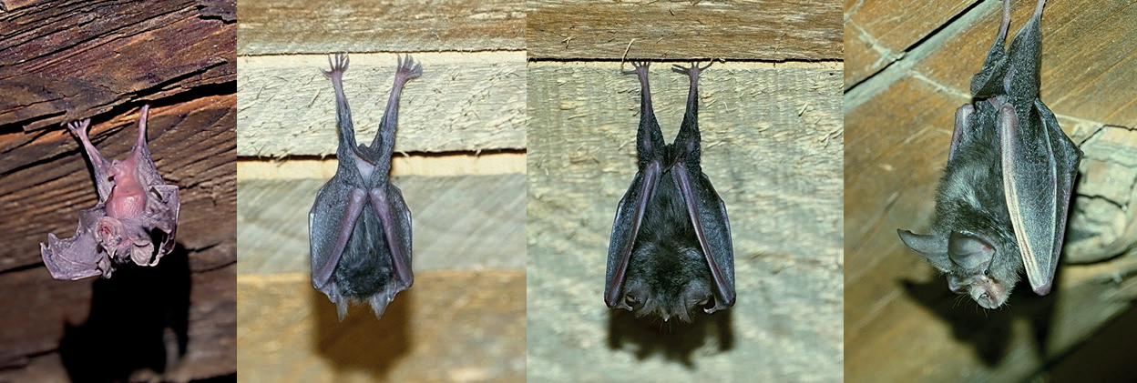 Fasi di crescita dei piccoli rinolofi