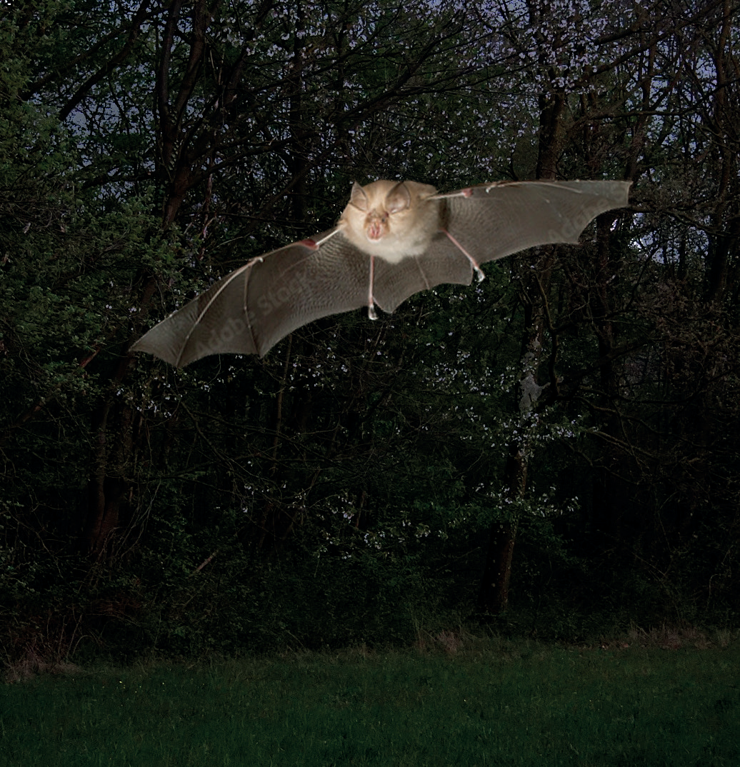 Colonia riproduttiva