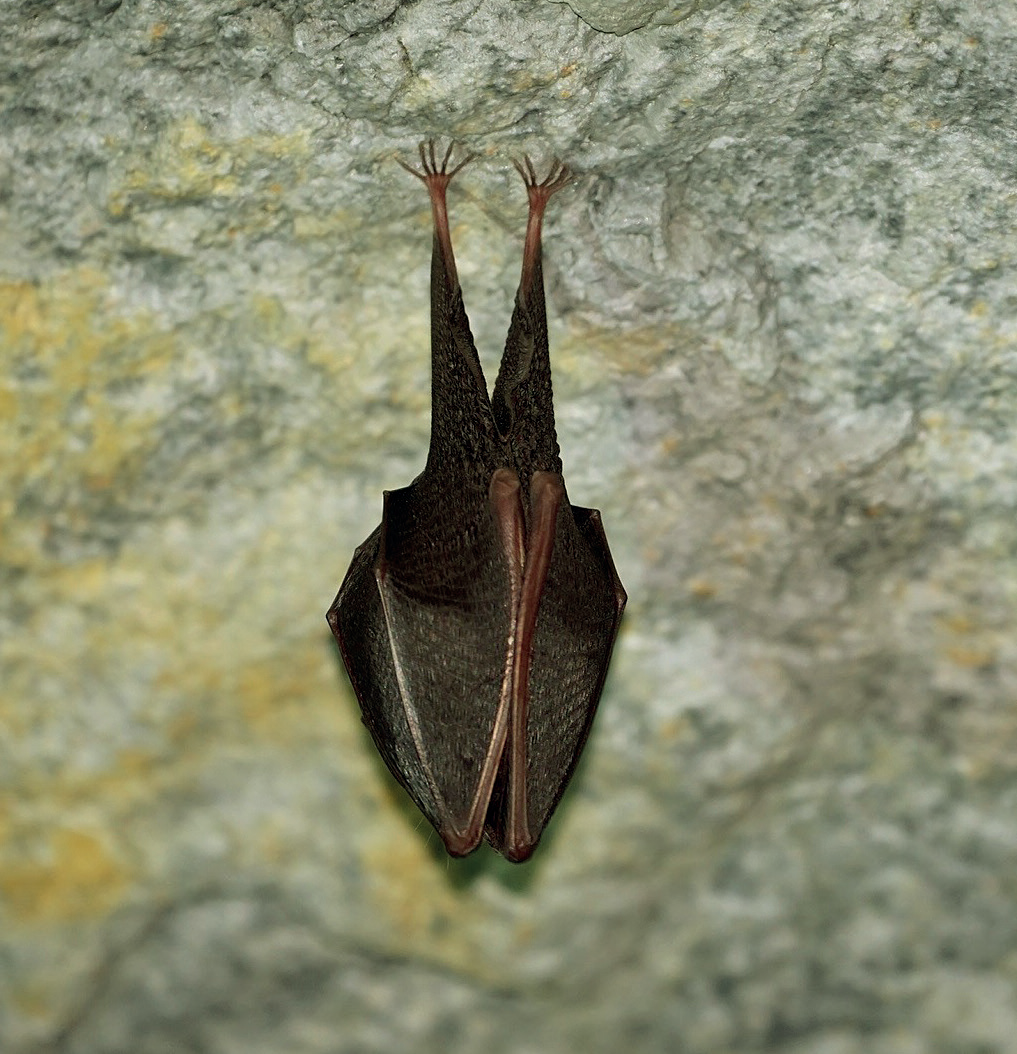 Colonia riproduttiva